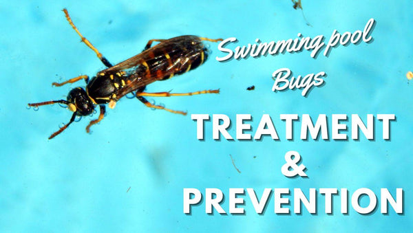 Swimming Pool Bugs: Treatment and Prevention