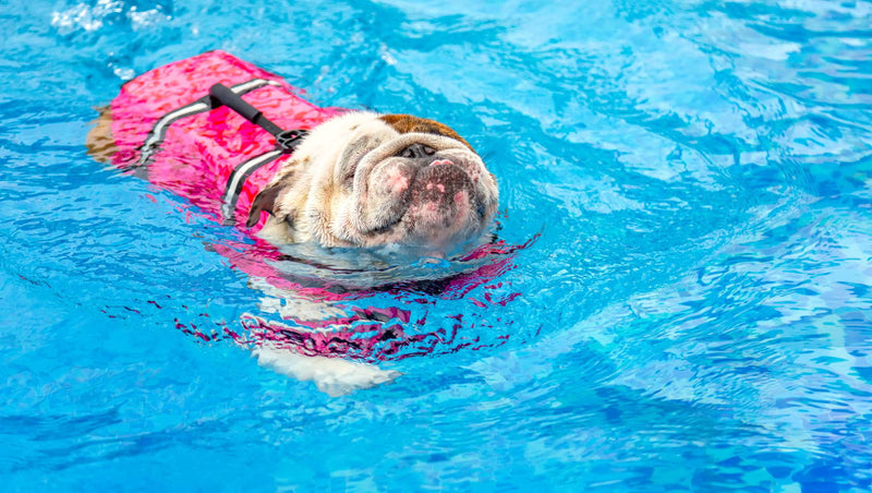 Expert Advice On Swimming With Dogs - Mr Pool Man