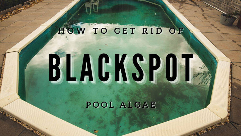 How to Get Rid Of Blackspot Pool Algae - Mr Pool Man