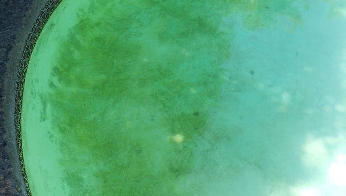 How To Get Rid Of Mustard Algae - Mr Pool Man