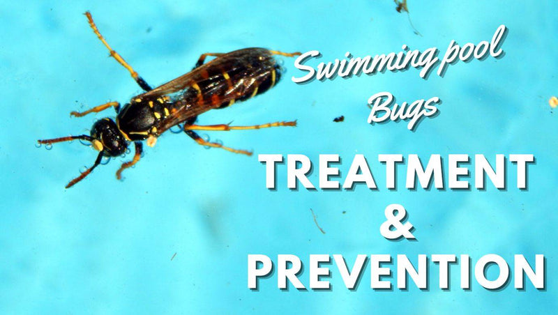 Swimming Pool Bugs: Treatment and Prevention - Mr Pool Man