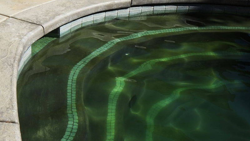Ultimate Algae Prevention and Cure Guide - Mr Pool Man