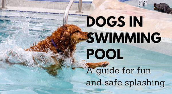 Dogs in Swimming Pool: A Guide for Fun and Safe Splashing